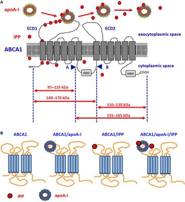 ABCA1, apoA-I, and BTN3A1: A Legitimate Ménage à Trois in Dendritic Cells